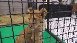 Lion cub, pythons, and meerkats on display at pet show in Thailand
