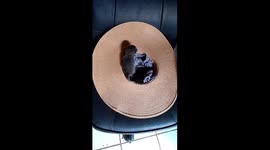 This is my kitten , her name is Liah. I need to raise funds so I can giver her a beautiful meaningful life.