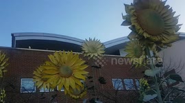 The Nuffield Orthopaedic Centre Sunflowers sculpture made of metal