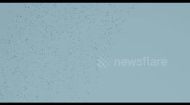 a shoal of birds in hundreds of thousands forming formations in the sky