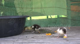 Funny adorable fluffy ducklings enjoying some fresh papaya fruit straight from the garden.