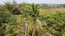 Pet cat missing for three days found stuck atop 50-foot coconut tree