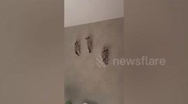 Amusing scene as pet owner catches her kittens climbing walls inside home