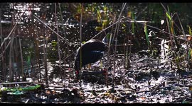 Common moorhen within the Camley Street Natural Park looking for food, London, United Kingdom