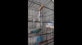 Conure Parrot opens door of cage- very fast smart parrot.
