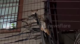Shiba Inu gets trapped on utility pole after jumping off balcony in China