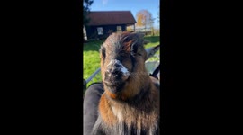 Adorable rescue goats enjoy sunny day with their owner
