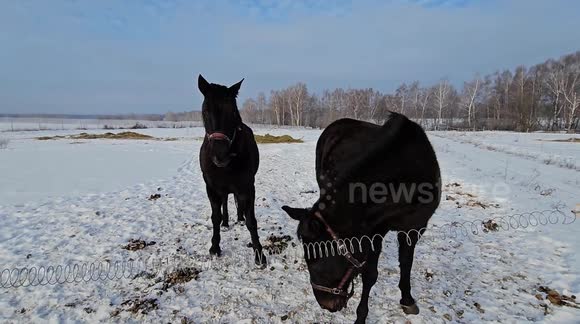 Freezing -15 cold winter in Russia and beautiful horses.