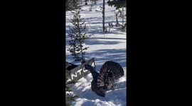 Crazy and funny moment capercaillie chases poor snowboarder in Russia