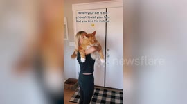 Giant cat has grown so big it is now 1.3 meters long - the average height of a 9-year-old