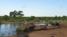 'Never seen before': An Incredible number of rhinos seen bathing together in the African wild