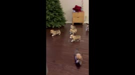 Adorable gaggle of corgi puppies light up Georgia home with love
