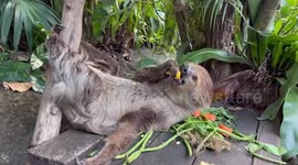 Lazy pet sloth falls asleep in the middle of feasting on vegetables