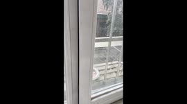 Chinese young man whistles and attracts a flock of stray cats