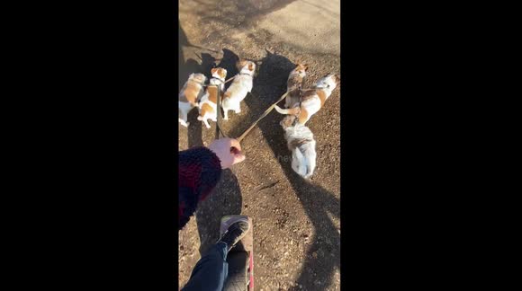 Man rides through UK village pulled along by his SEVEN dogs