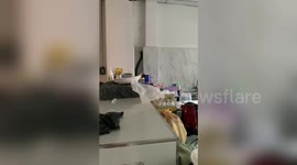 Deadly cobra snake slithers up the wall in housewife's kitchen as she goes to cook rice