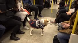Friendly Beagle is a favourite with train passengers on the London tube
