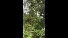 The start of man vs goat