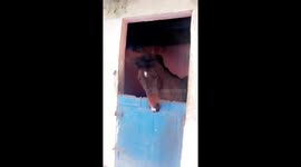 Old but exclusive, this is a dancer horse