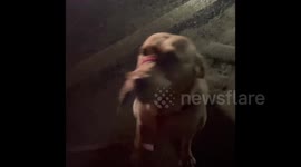 Teaching your Dog the “drop it command” saves your stomach