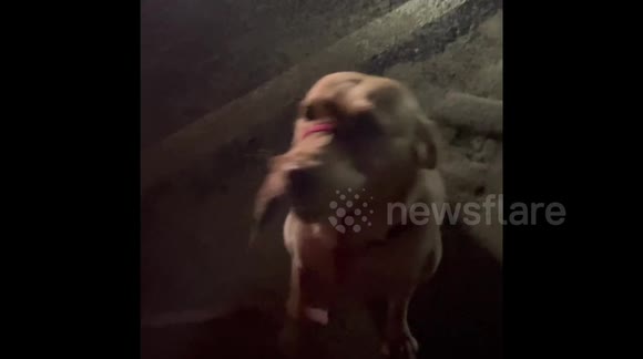 Teaching your Dog the “drop it command” saves your stomach