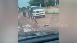 Protective dog chases woman away when she attempts to save injured cat