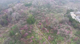 Tourists Enjoy Plum Blossoms on A Mountain in Nanjing, China