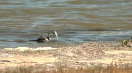 A Darter having a bad day– caught a fish, had it stolen, caught another one then dropped it.