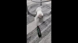The white cat reacts to the spin of the drill, copying the drill by pointing its tongue as if it were a drill and hitting it.