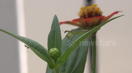 A praying mantis bug eating a fly on a flower in my front garden.