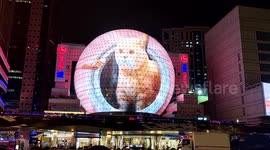 Three Dimensional Digital Cat In Shanghai, China