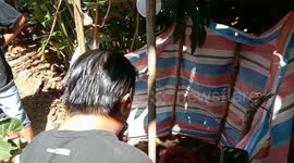 Couple face five years in jail for planting rare giant flower in their garden