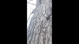 Woman dejected after realizing her favourite tree is bound to split