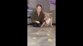 Dog shows his human that she's no challenge for him in eating race