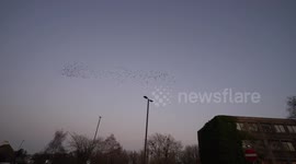 Mesmerising starling murmuration as birds fly back to their roost at abandoned building
