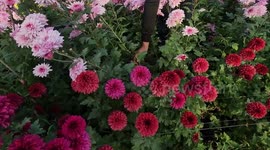 Palestinian gardeners collect flowers from a field on Valentine's Day in Khan Younis in the southern of Gaza Strip.