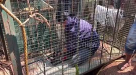 One-year-old leopard rescued after being trapped inside well in southern India