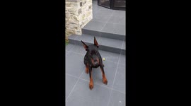 This is my 2 year old female europeian doberman. Basic practise to keep her brain clear and fresh.