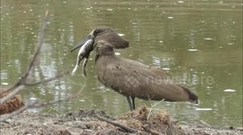 Bird can't swallow frog that desperately holds onto its face