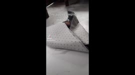 This video is all about my two fur babies who are sleeping soundly after taking a bath..