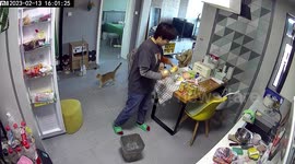 Pet owner accidentally locks cat in fridge after feline wanders inside