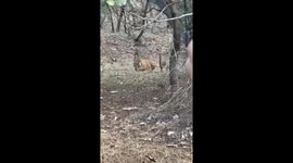 A leopard escaped a charging tiger by climbing higher up a nearby tree