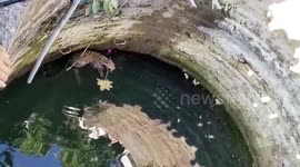 Leopard and a cat rescued after both falling into well in western India