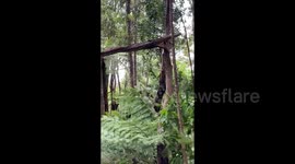 Trees broken by Cyclone Gabrielle in Auckland, New Zealand