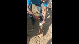 NSS officer rescues puppy trapped inside plastic jar in Eastern India