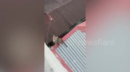 Stranded cat rescued with bucket and bed sheet lowered from balcony