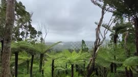 Strong wind caused by Cyclone Gabrielle in Auckland, New Zealand
