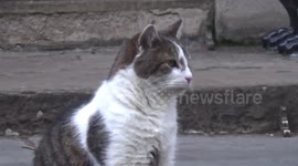 Larry the Cat celebrates 12 years at 10 Downing Street, London