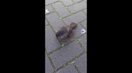 Shelter for a lonely bird in Hoogeveen, Netherlands - Help for animals as much as it possible!