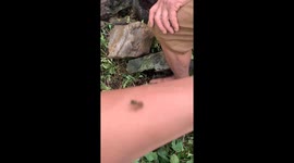 Rare moment the bee attacked the bee man's arm and got trapped after that